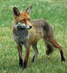fox control pest vermin vulpine