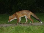 fox control pest vermin vulpine